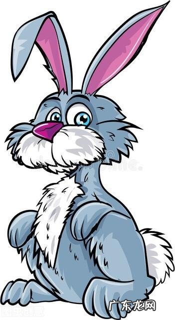 生肖兔的人生 生肖兔最遗憾的是什么