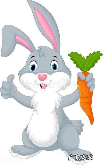 生肖兔的人生 生肖兔最遗憾的是什么