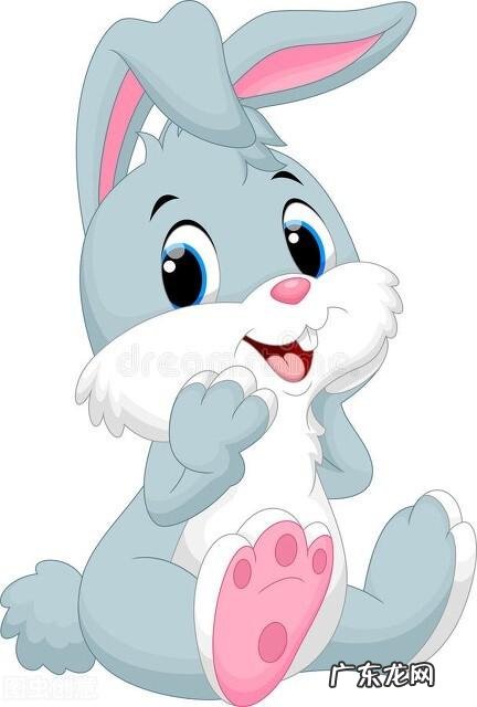 生肖兔的人生 生肖兔最遗憾的是什么