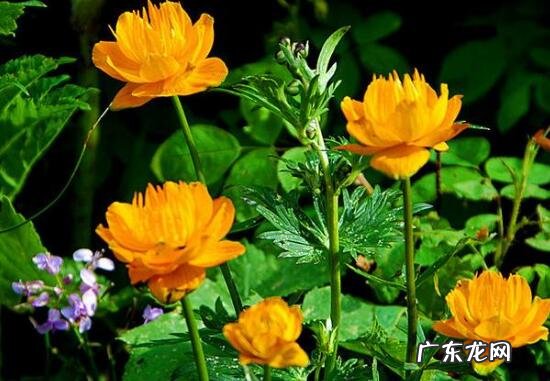 金莲花的功效与作用 金莲花的禁忌