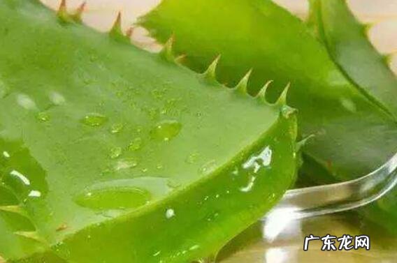 芦荟汁的功效与作用 芦荟汁喝了有什么好处