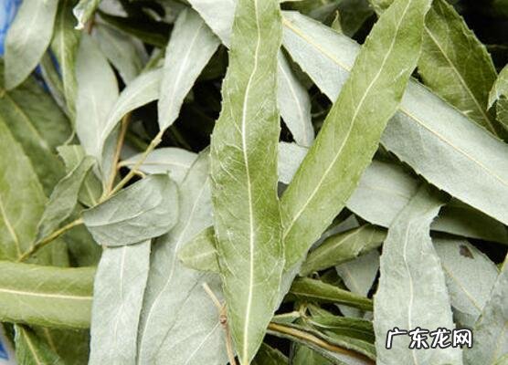 柳叶茶如何做 柳叶茶的最佳制作方法