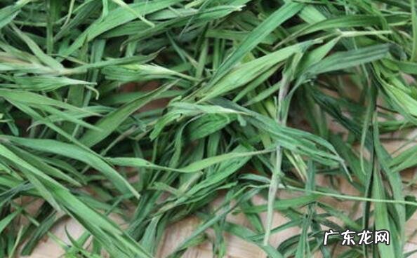 洗竹叶的功效与作用