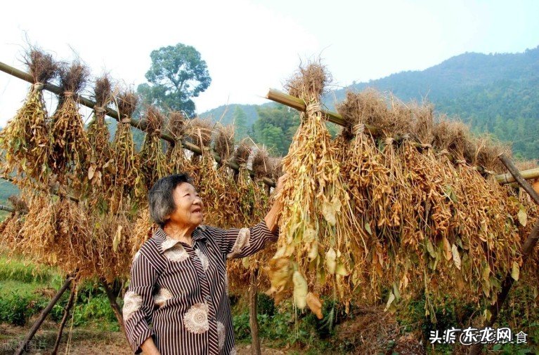 5种蔬菜晒成菜干炖肉吃特香 干菜是什么菜做成的