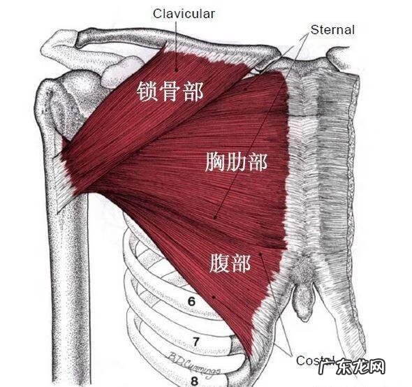 胸推胸推是什么
