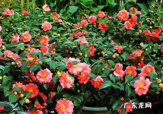 茶梅的养殖方法 养殖茶梅要注意什么