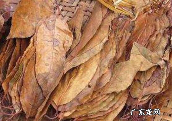 山楂叶怎么食用 山楂叶不适合哪种人喝