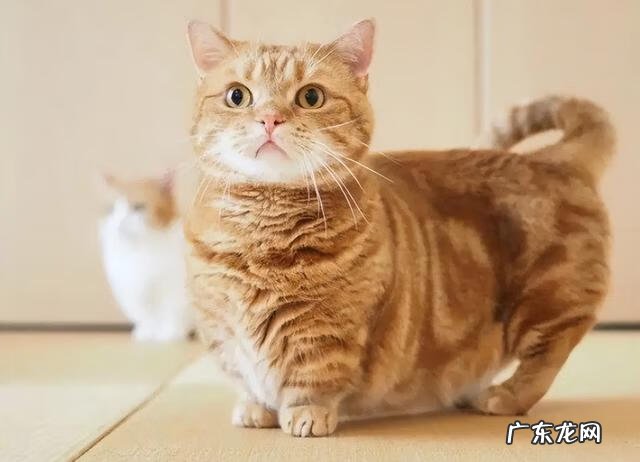 上身短腿长的人 四肢短的人