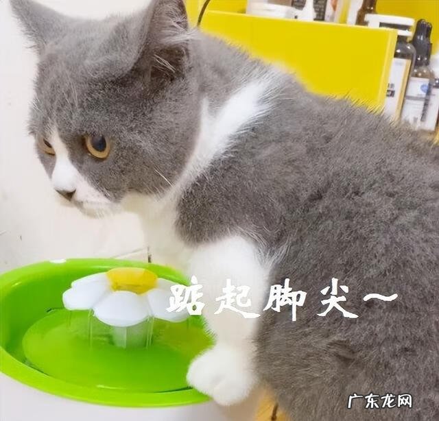 上身短腿长的人 四肢短的人