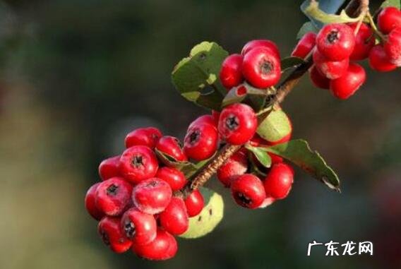 金棘红果粉的功效和作用