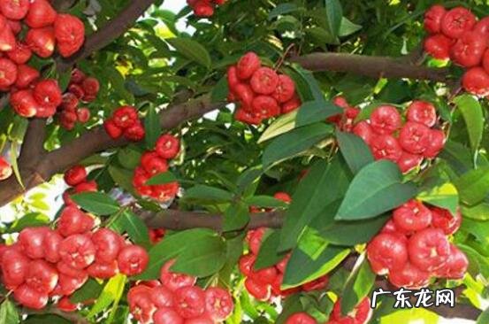 洋蒲桃怎么吃 洋蒲桃有什么功效