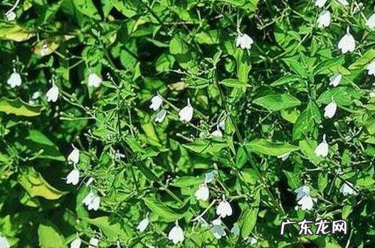 仙鹤草炭的功效和作用