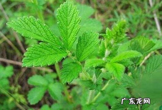 仙鹤草炭的功效和作用