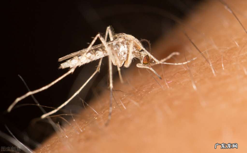 蚊子咬了怎么消肿止痒最快 如何灭蚊子最有效