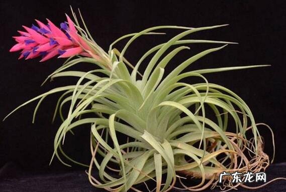 空气凤梨怎么养 空气凤梨的养殖方法和注意事项