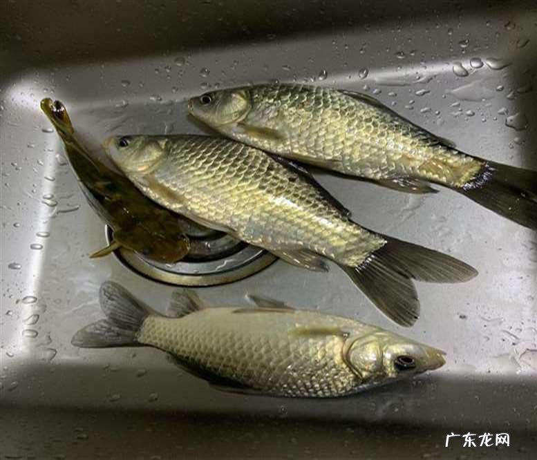 渔竿有上品,学而时习之 小时候你认为的好鱼竿种类有哪些