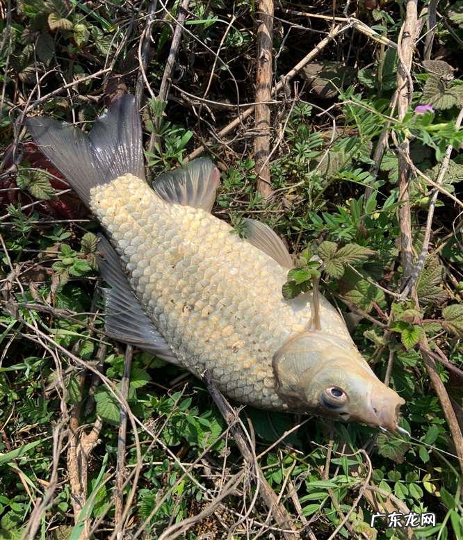 渔竿有上品,学而时习之 小时候你认为的好鱼竿种类有哪些