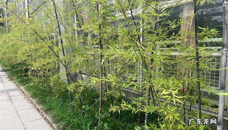 渔竿有上品,学而时习之 小时候你认为的好鱼竿种类有哪些