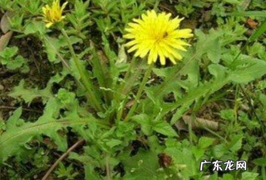 野生蒲公英如何处理 野生蒲公英的功效