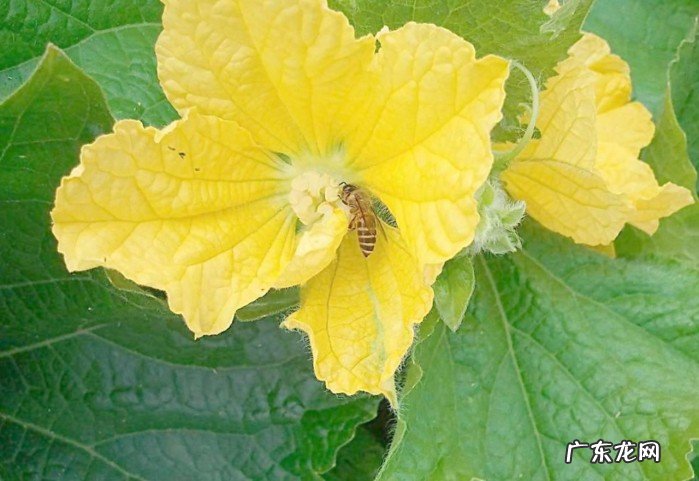 山东最有名的小吃一览 山东小吃排行榜前十名