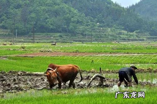 水稻种植的过程是怎么样的 水稻种植过程步骤