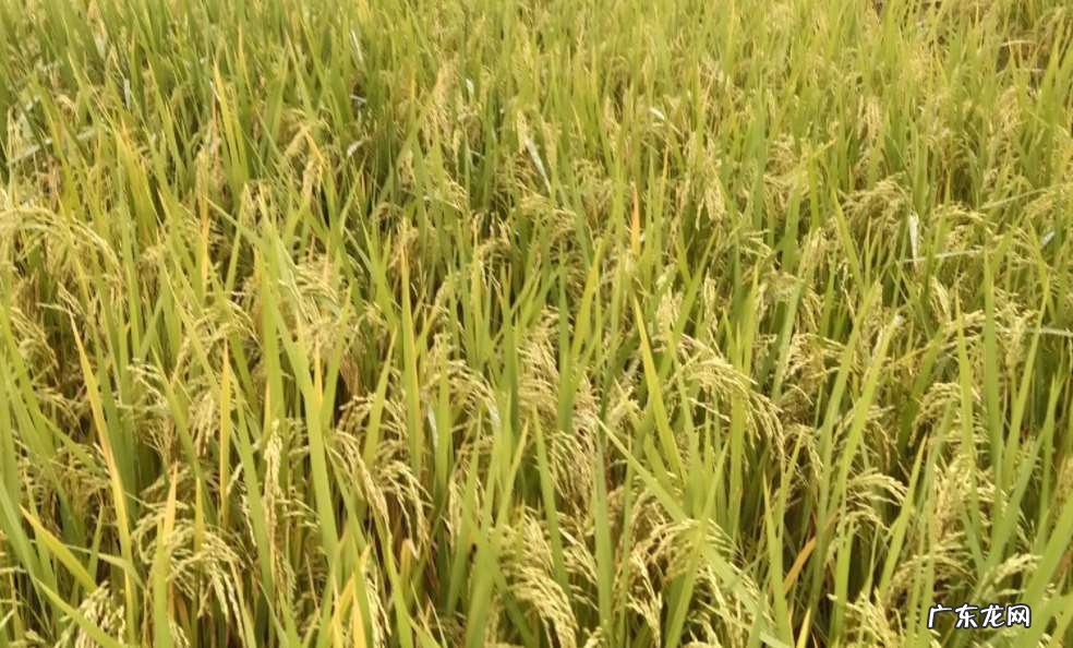 水稻种植的过程是怎么样的 水稻种植过程步骤