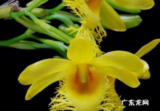 长苏石斛的药用价值 长苏石斛的功效