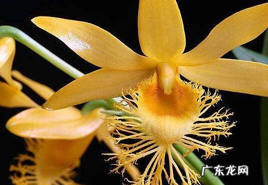 长苏石斛的药用价值 长苏石斛的功效