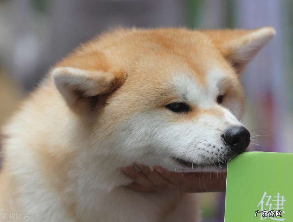 黄毛狗很热会有什么表现 夏天狗狗在家太热怎么办