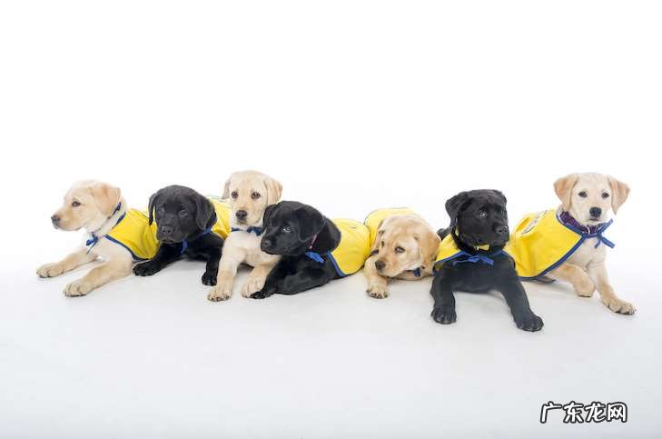 狗和狼是一个共同的祖先吗 养狼狗幼犬能把它变成狗一样吗