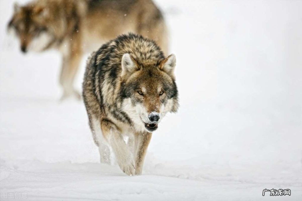 狗和狼是一个共同的祖先吗 养狼狗幼犬能把它变成狗一样吗