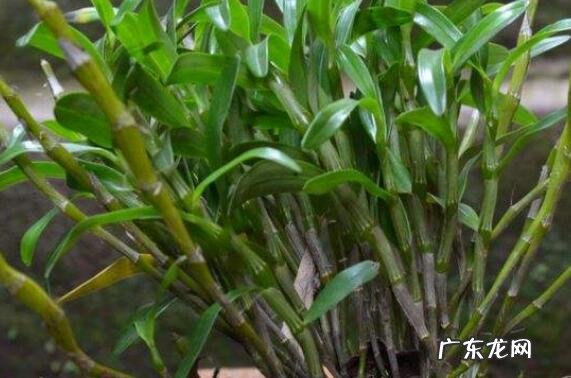 金钗泡水喝有什么功效