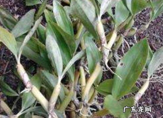 马鞭石斛的功效与作用