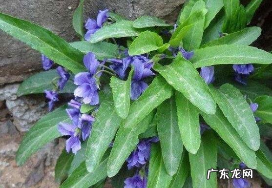 紫花苦菜的功效与作用 紫花苦菜怎么服用