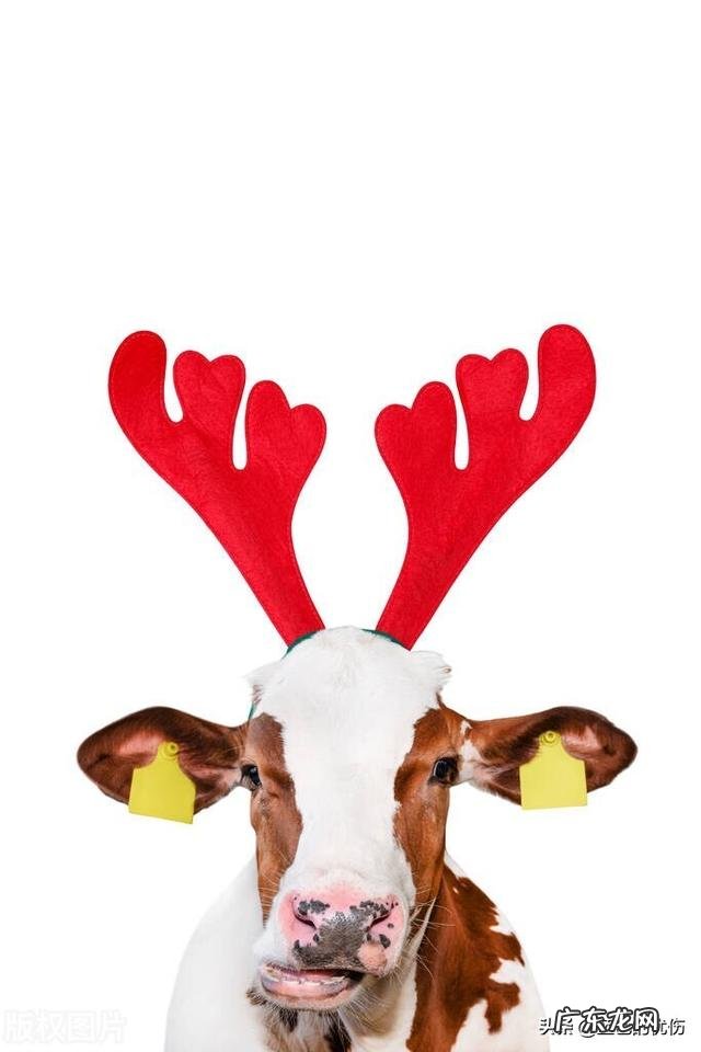 生肖牛单纯不怕任何困难吗 生肖牛最不怕什么