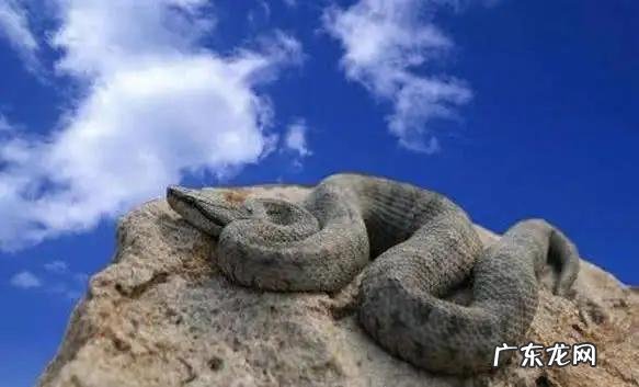 放两只平头哥蜜獾多久能把蛇吃完 大连蛇岛为什么有那么多蛇