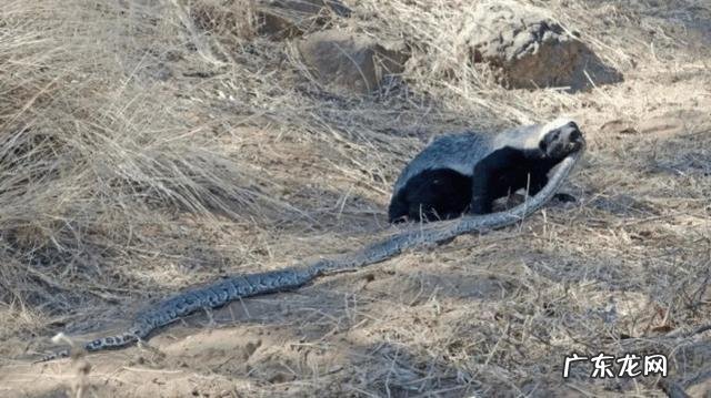 放两只平头哥蜜獾多久能把蛇吃完 大连蛇岛为什么有那么多蛇