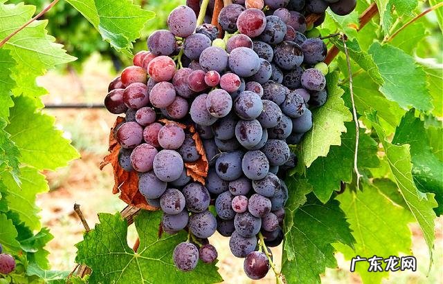 为什么到现在还没喝完 82年做了多少拉菲红葡萄酒