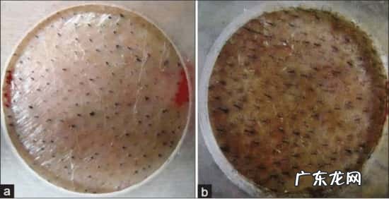 微针滚轮搭配米诺地尔一起使用能提高吸收率吗?
