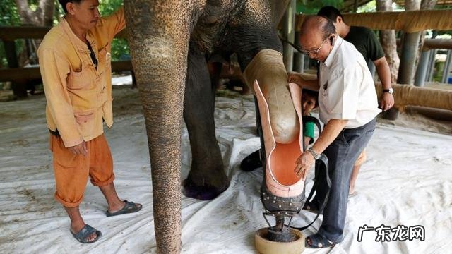 马腿骨折了为什么没得救 为什么马腿受伤了要安乐死