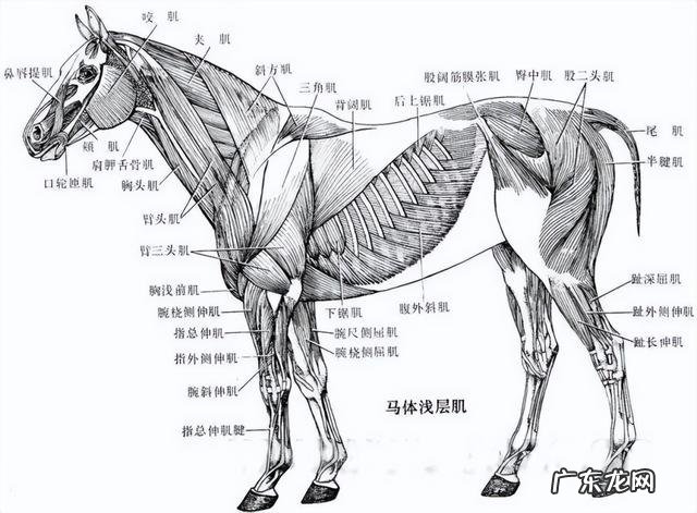 马腿骨折了为什么没得救 为什么马腿受伤了要安乐死