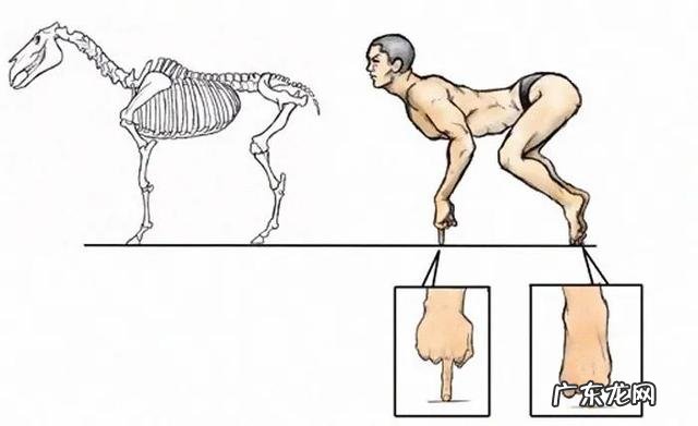 马腿骨折了为什么没得救 为什么马腿受伤了要安乐死