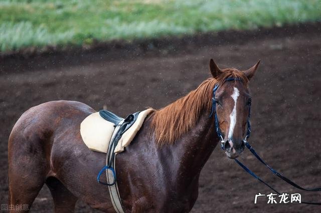 马腿骨折了为什么没得救 为什么马腿受伤了要安乐死