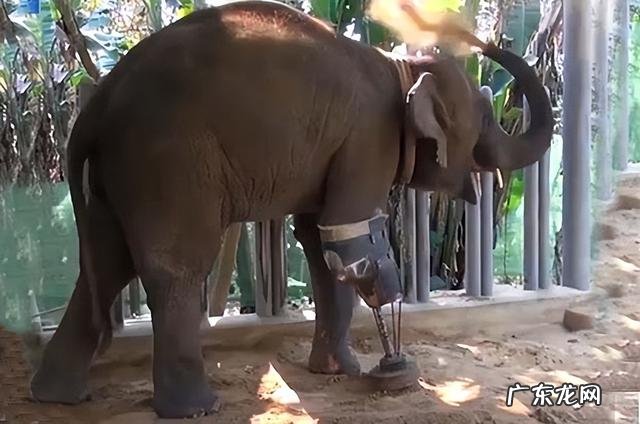 马腿骨折了为什么没得救 为什么马腿受伤了要安乐死