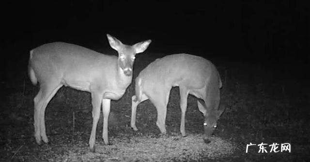 马腿骨折了为什么没得救 为什么马腿受伤了要安乐死