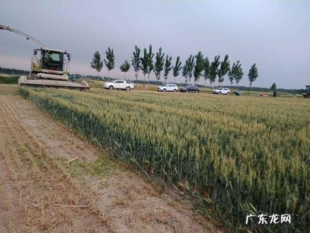 为什么说扬花灌浆期的青小麦真的卖不得?是什么原因呢