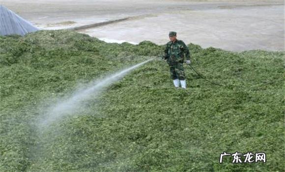 为什么说扬花灌浆期的青小麦真的卖不得?是什么原因呢