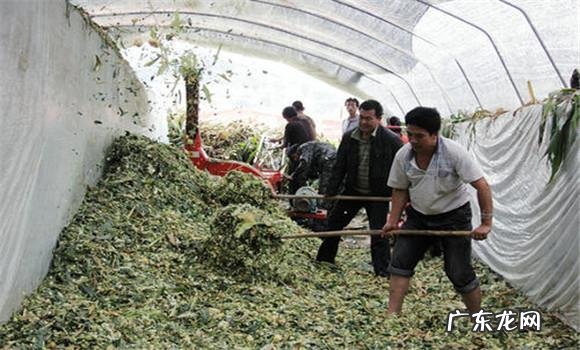 为什么说扬花灌浆期的青小麦真的卖不得?是什么原因呢