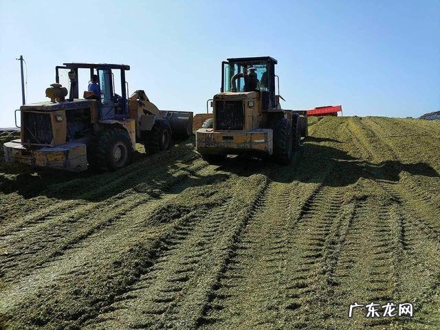 为什么说扬花灌浆期的青小麦真的卖不得?是什么原因呢