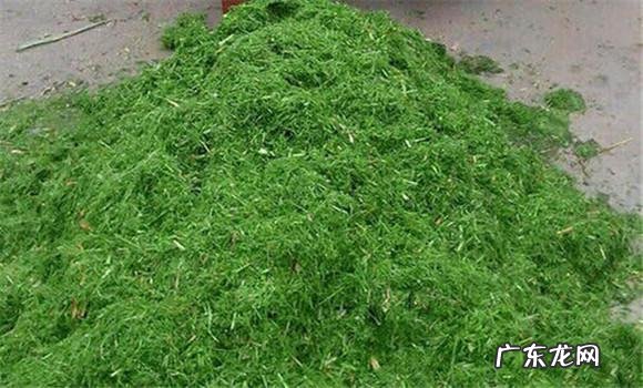 为什么说扬花灌浆期的青小麦真的卖不得?是什么原因呢